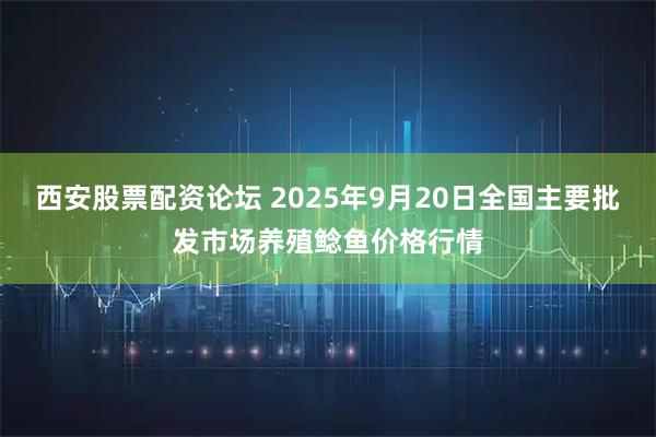 西安股票配资论坛 2025年9月20日全国主要批发市场养殖鲶鱼价格行情